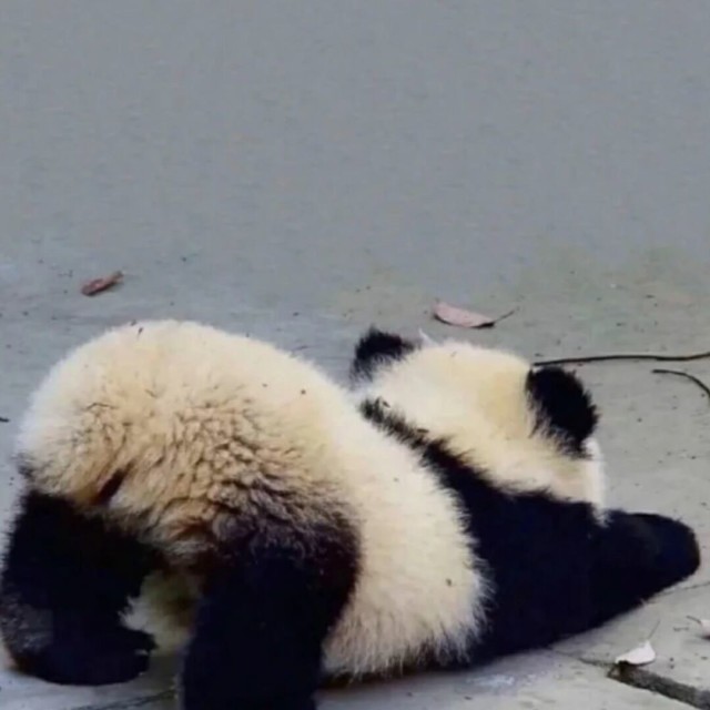 742619 紫樱影