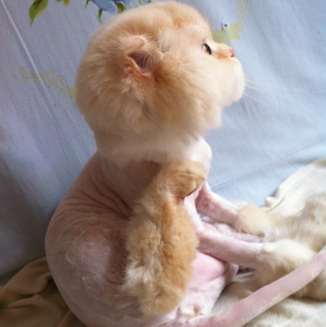 743215 虎皮猫