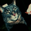 743372 Peace13