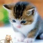 744388 啊猫