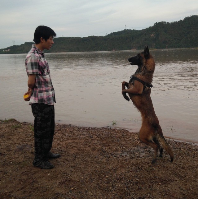 745916 CKU-旺家犬舍