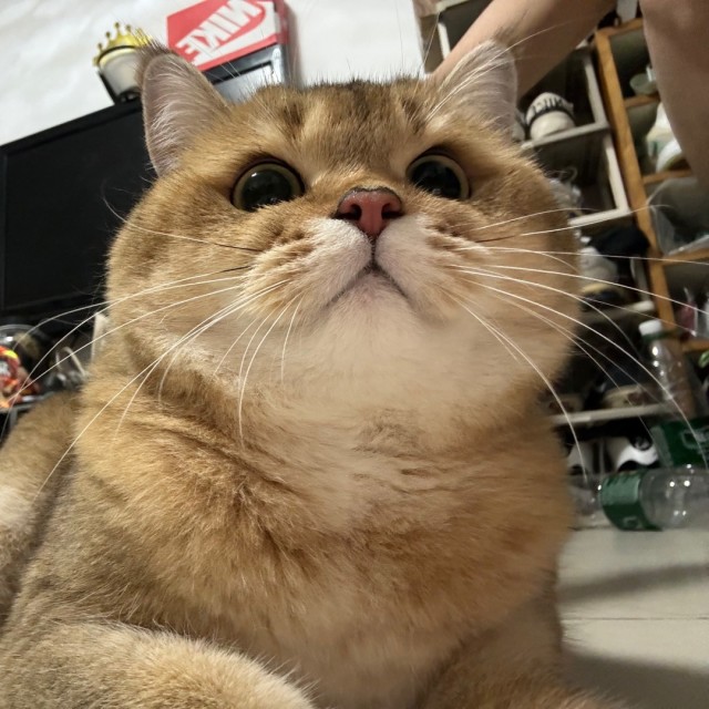 746523 爱玛仕