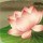 748066 人淡如菊