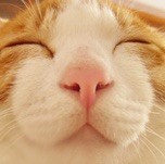 750569 n.cat