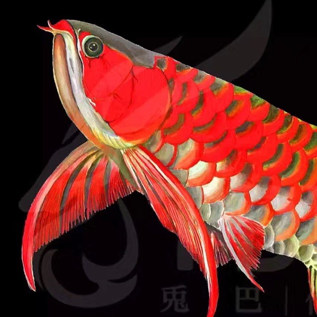 75215 红人