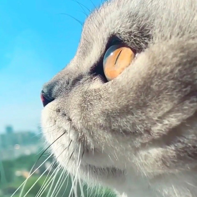 753786 带猫散步的鱼