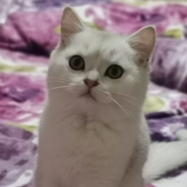 754596 喵～