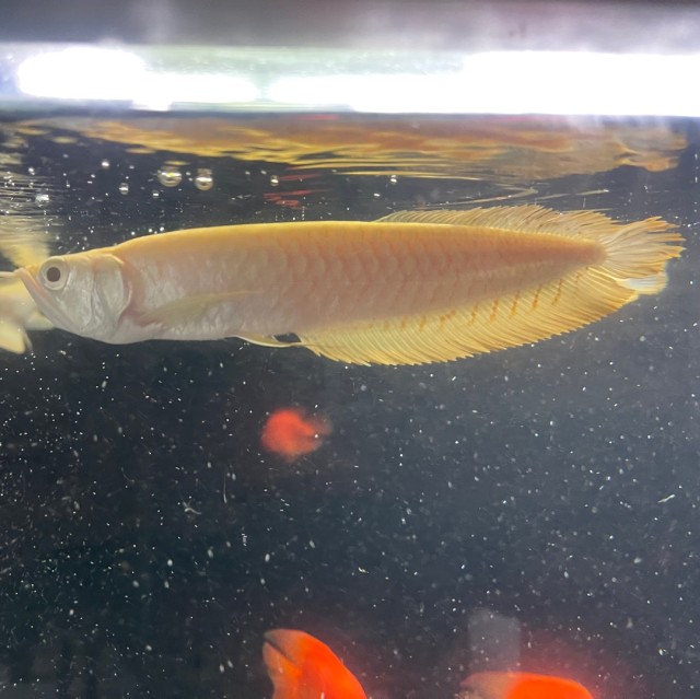 754833 兄弟文玩
