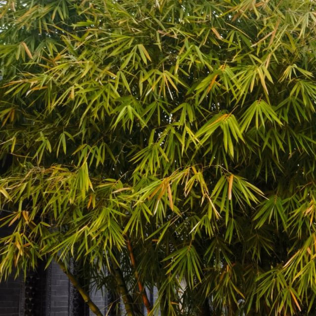 755389 木林森