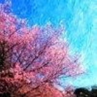 755442 繁花若锦