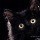 757208 黑猫