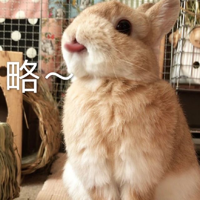 75743 毛毛丝