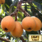 757544 loquat