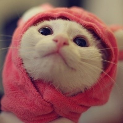 758104 猫药师