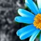 758480 lily