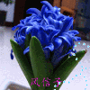 76138 风信子Johnson