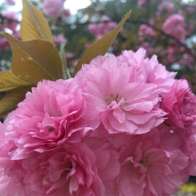 764632 青青河边草