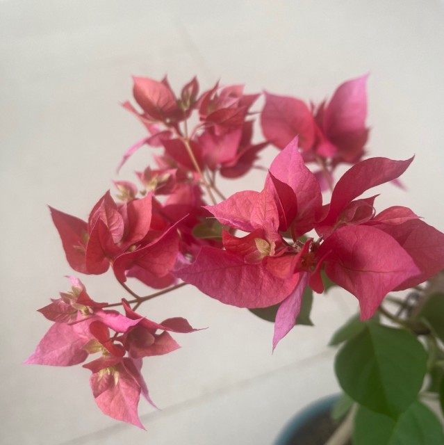 764727 容我在病态的荒城至死孤独