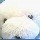 764977 藤藤树