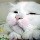 766294 春田花花猫