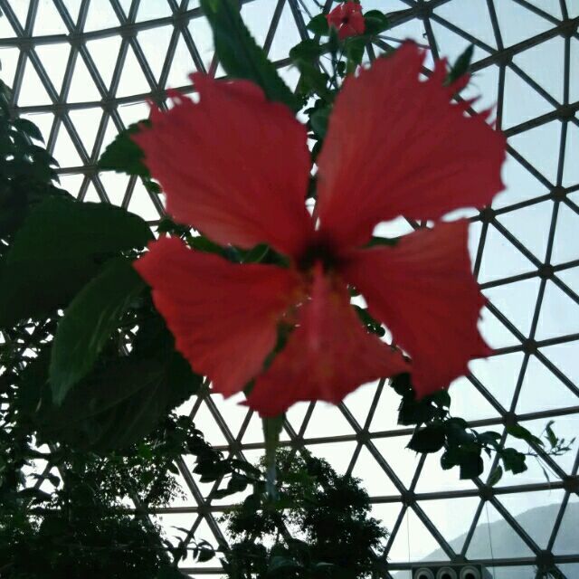 768114 雪绒花