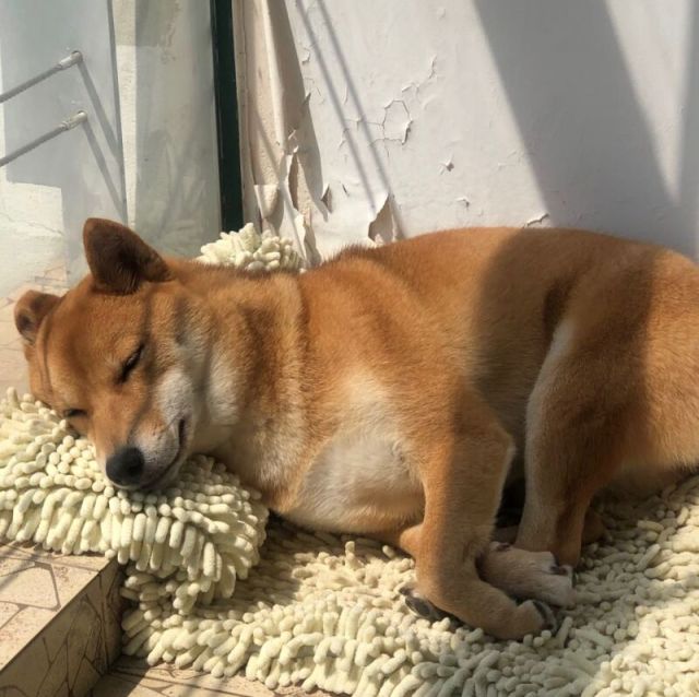 768841 安倍鹰久