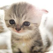 770313 无极-天猫