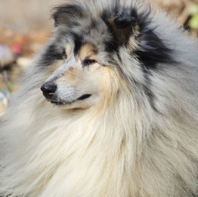 77212 【靓盼犬居】- 大靓