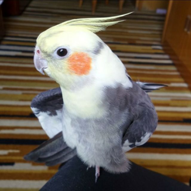 772522 Cuckoo