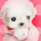 773875 MOMO