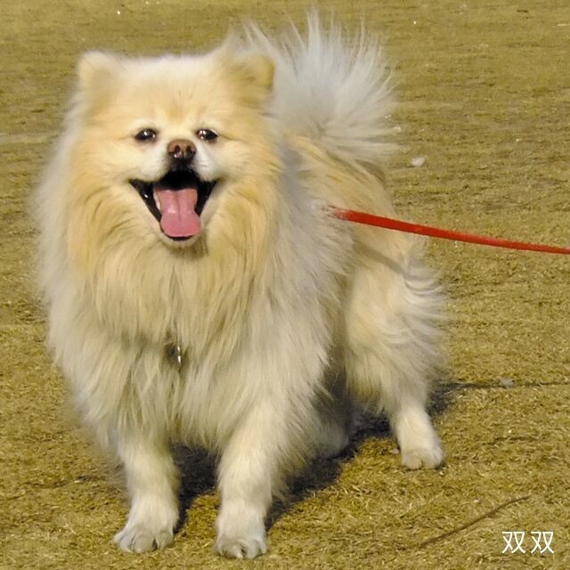 773961 独孤枫