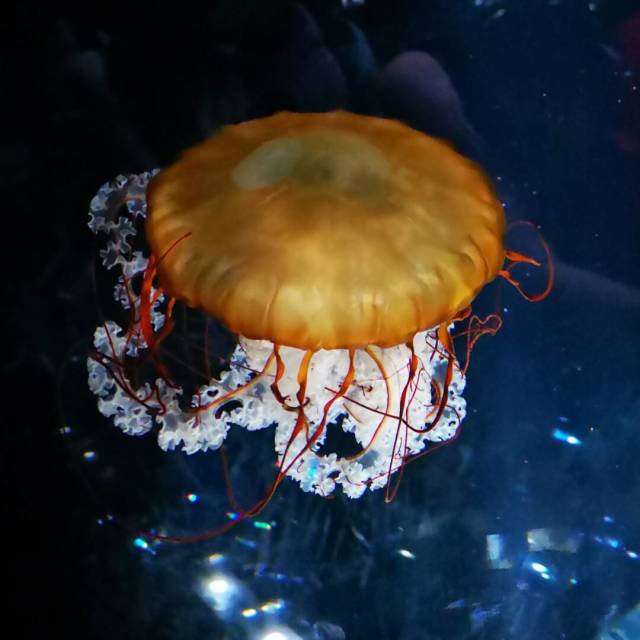 774686 芋頭