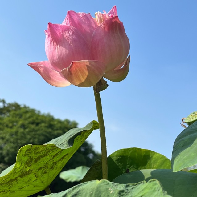 77520 淡