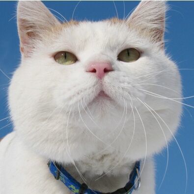 775828 龙猫