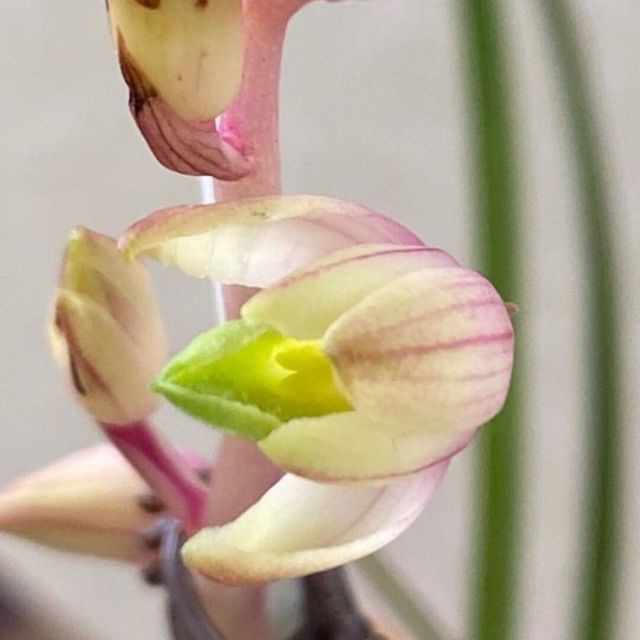 775855 昌龙花卉批发中心