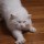 77720 猫主席