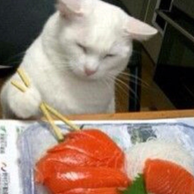 778313 猫猫肥