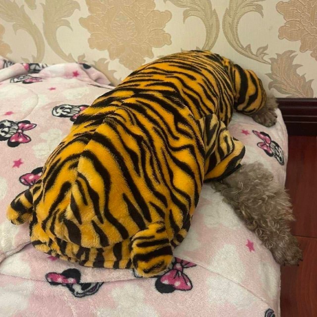 77896 可里可爱*