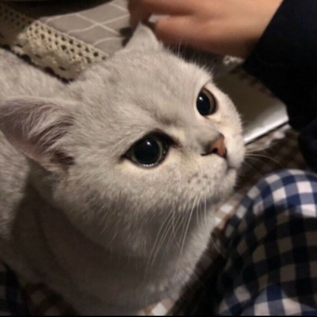 779963 苦瓜