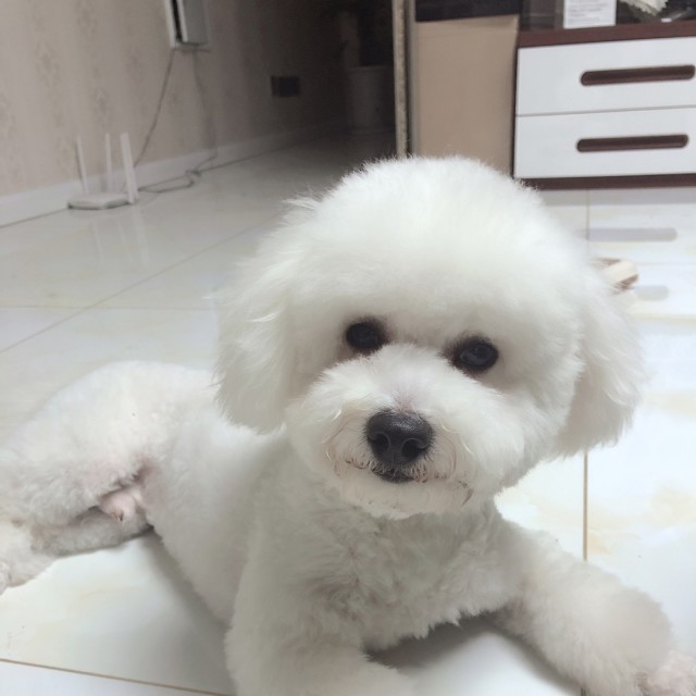 786708 嘟嘟熊®