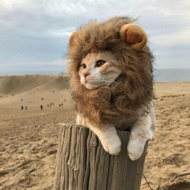 787889 阿草