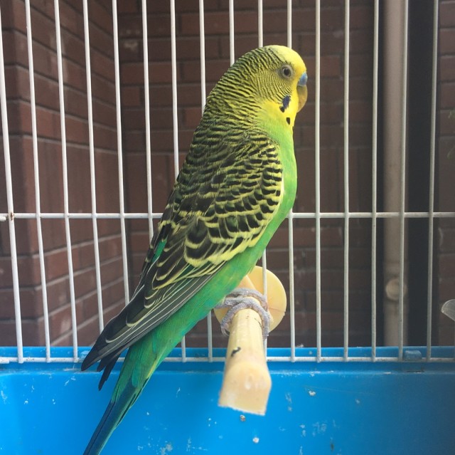788955 Wbird
