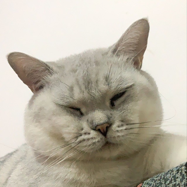 79030    吃猫的鱼