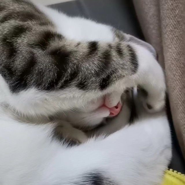 790303 蓝蓝