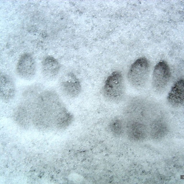 790515 cat