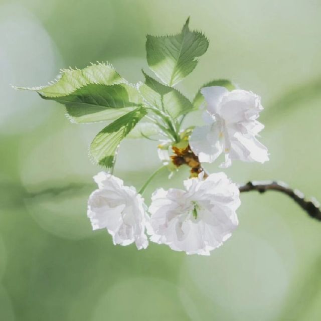 791903 [̲̅V̲̅I̲̅P̅丶家有娇花-