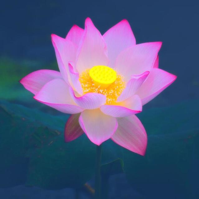 799242 落木萧萧