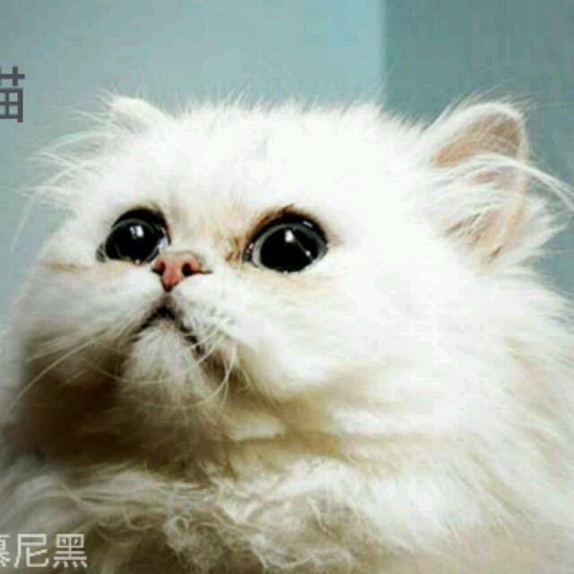 802935 Oo懒猫zZ