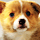 803737 中国名犬网