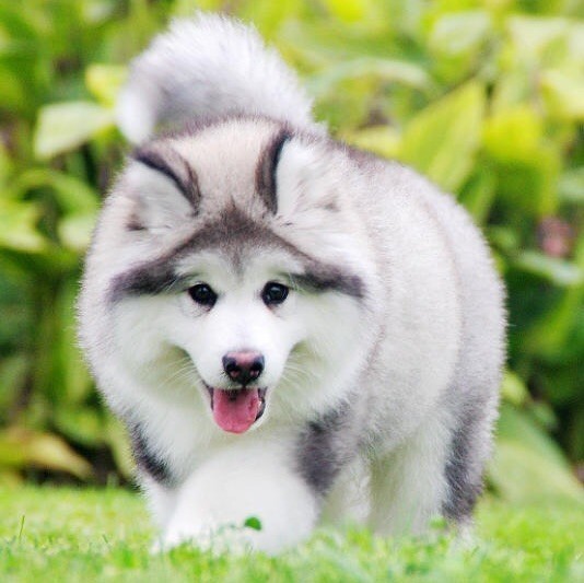 807173 凡熙犬舍